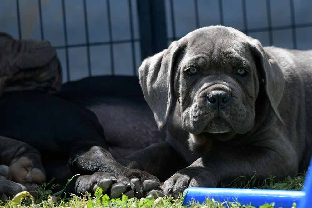 All black Cane Corso puppy sitting on grass