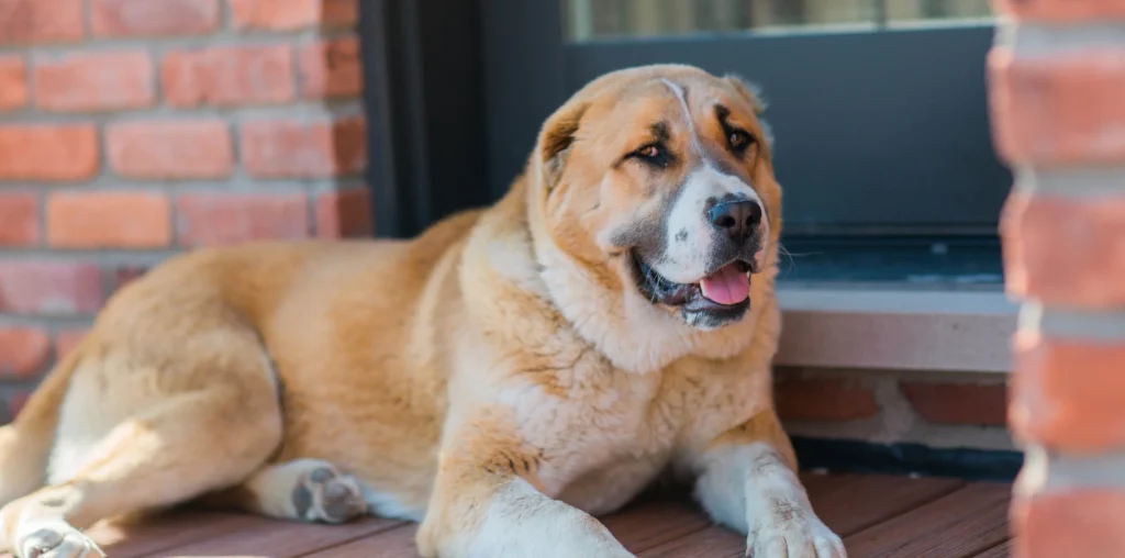 Top fighting dog breeds that may overpower a Cane Corso