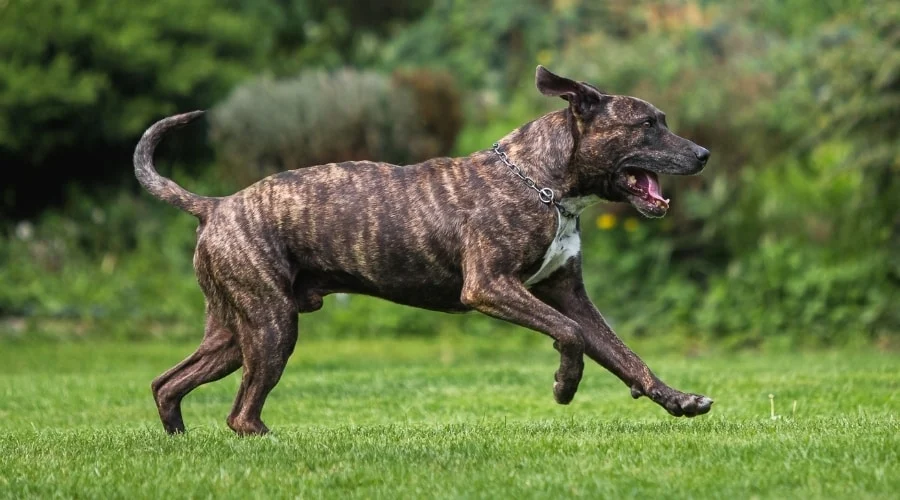 Puppy Cane Corso Pitbull learning basic commands