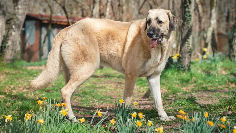 Top 5 dog breeds more powerful than a Cane Corso