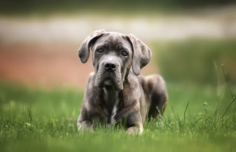 Adult Blue Cane Corso with shiny silver-blue coat