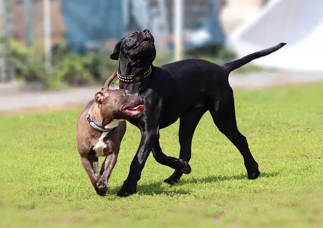 Cane Corso puppy learning basic obedience commands in the yard