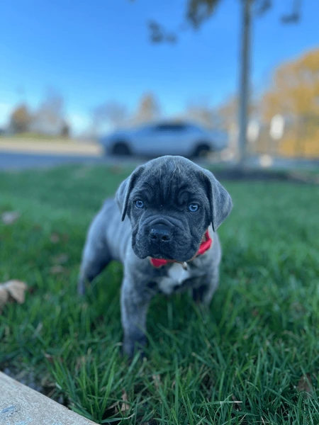 Blue Cane Corso showing loyalty to its owner