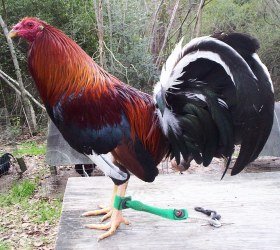 Kelso Game Bird