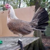 Grey Stag Chicken