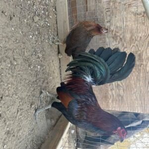 Leiper Gamefowl