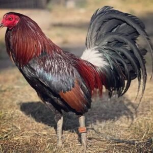 Penny Hatch Chicken