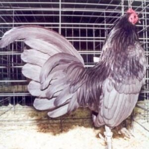 Blue Old English Game Bantam