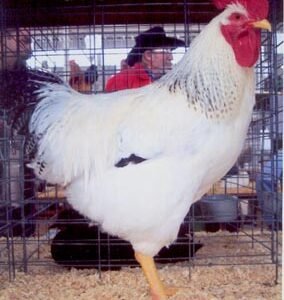 Delaware Chickens