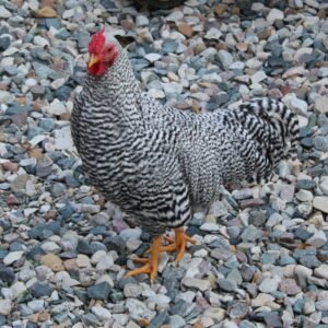 Dominique Bantam