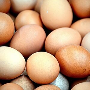 Cuckoo Marans Hatching Eggs