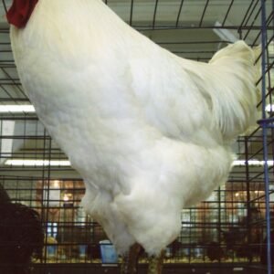 White Jersey Giant Chickens