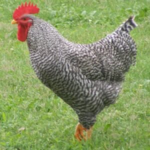 Barred Rock Chicken