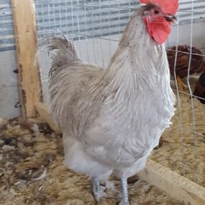Lavender Orpington Chicken