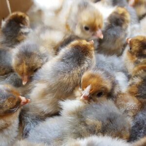 Blue/Splash Laced Red Wyandottes Hatching Eggs