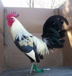 Grey Stag Chicken