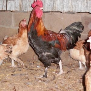 French Wheaten Marans chicken
