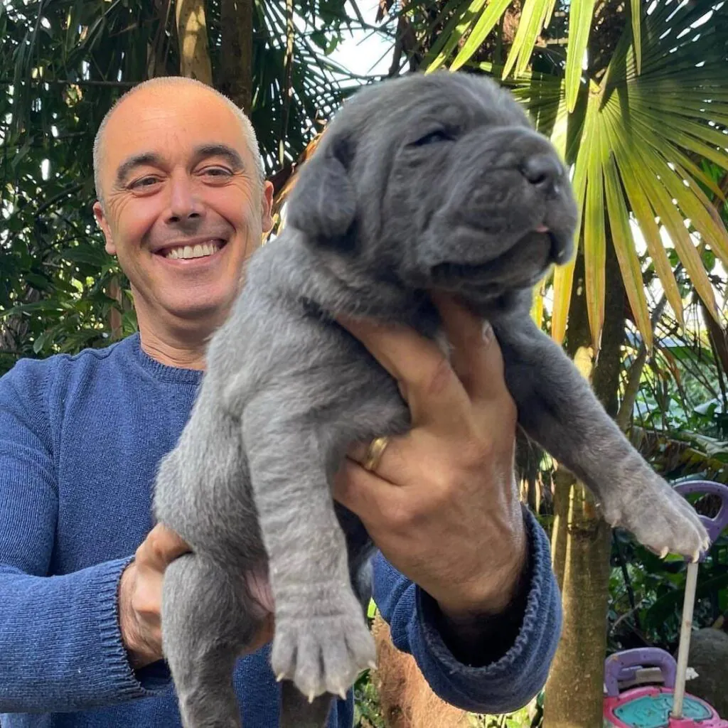 Cane Corso puppy exploring garden with family