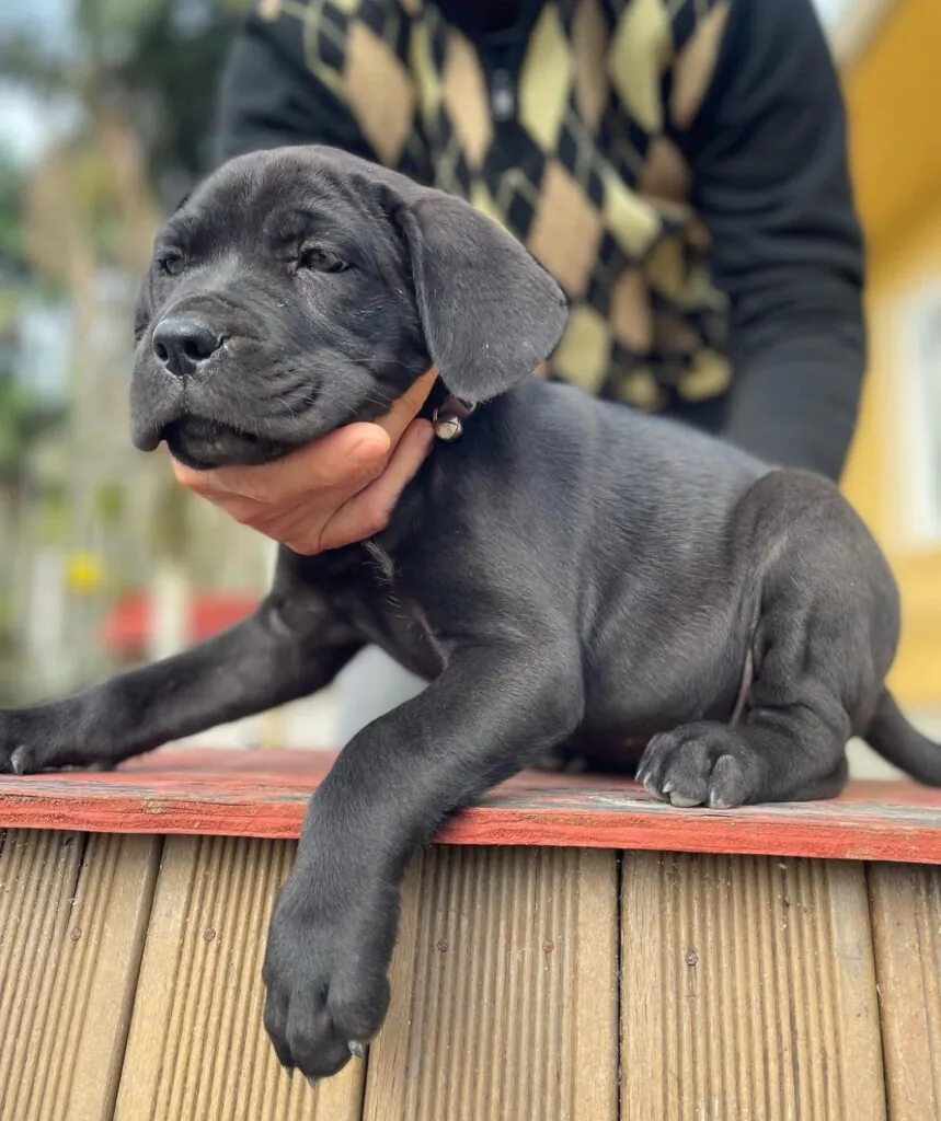 Cane Corso puppy enjoying outdoor playtime with owner