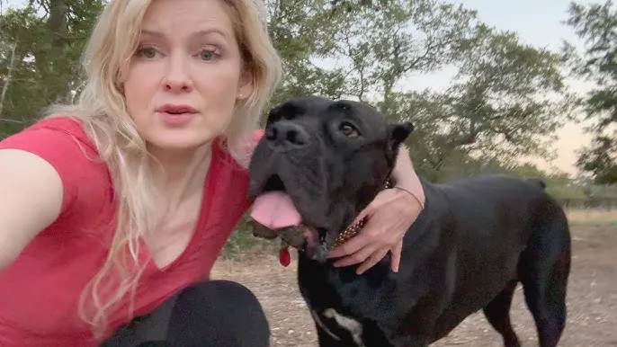 Cane Corso puppy playing with happy owner in backyard
