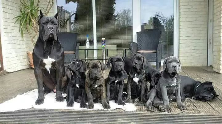 King Corso puppy price shown through premium breed image.