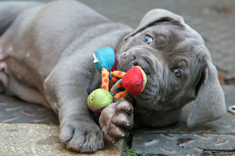 Cane Corso pricing guide featuring black Cane Corso puppies.