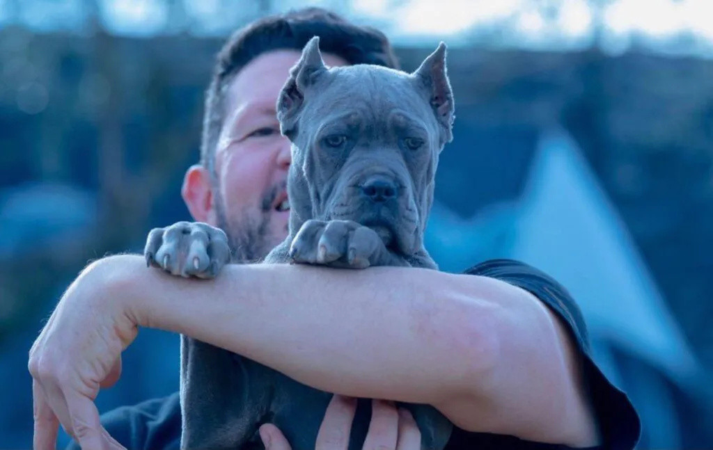 Blue Cane Corso in training with obedience leash