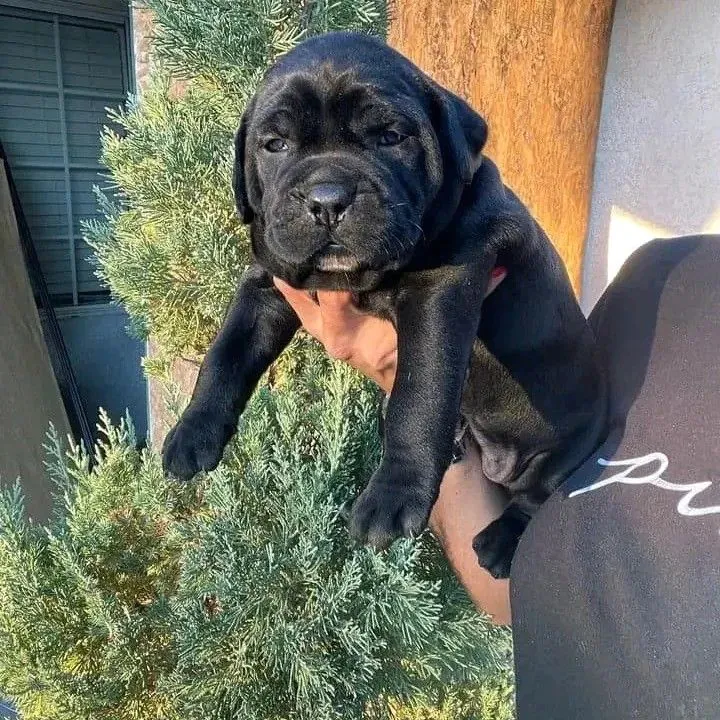 All black Cane Corso puppy showing premium breed quality.