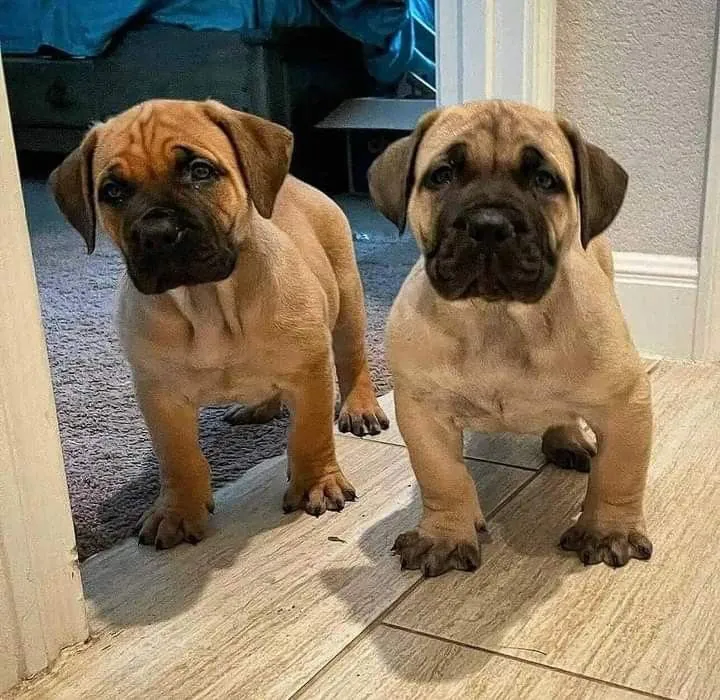 Two Cane Corso puppies sharing a water bowl