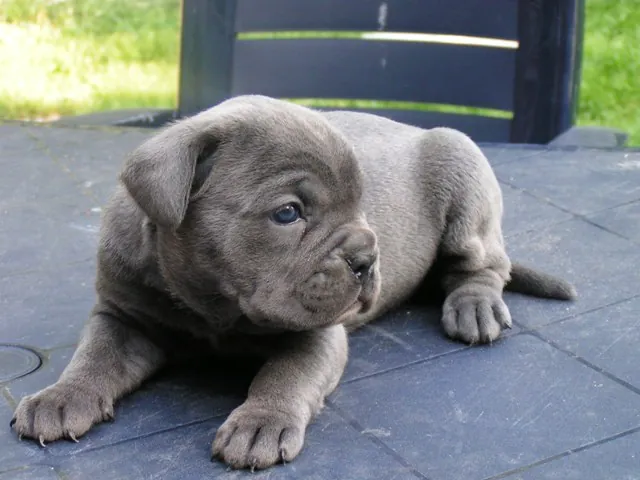 Cane Corso puppy looking out of a house window.