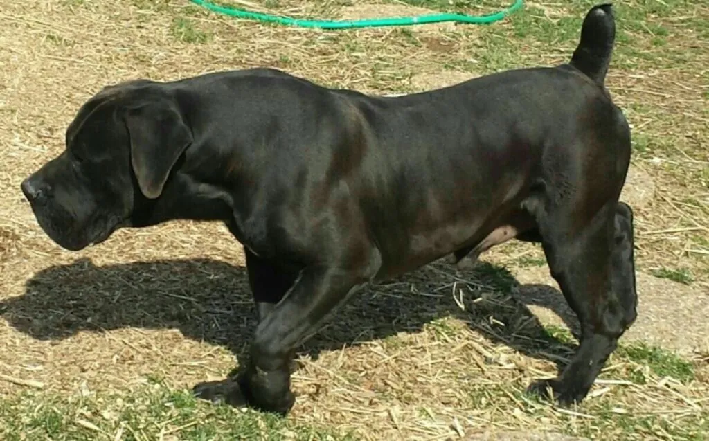 Italian Cane Corso puppies exploring the backyard