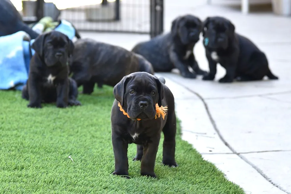Cane Corso puppies snuggling together while sleeping