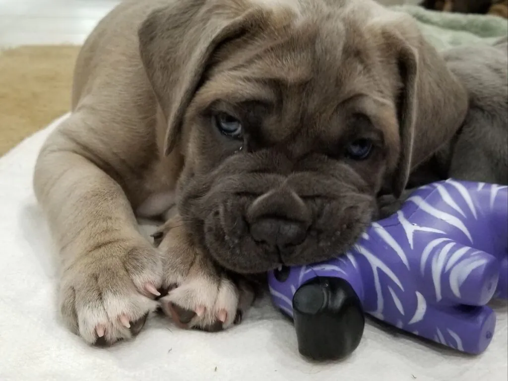 King Corso puppy price image from trusted breeder.