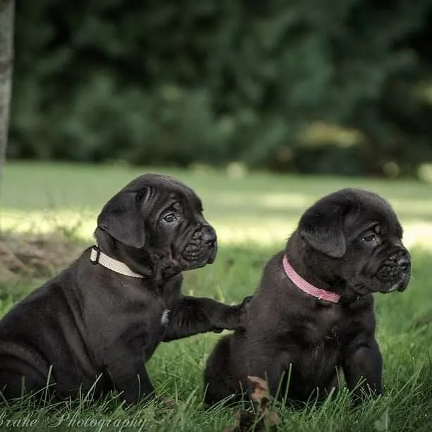 How much are Cane Corso puppies? Picture of purebred black puppy.