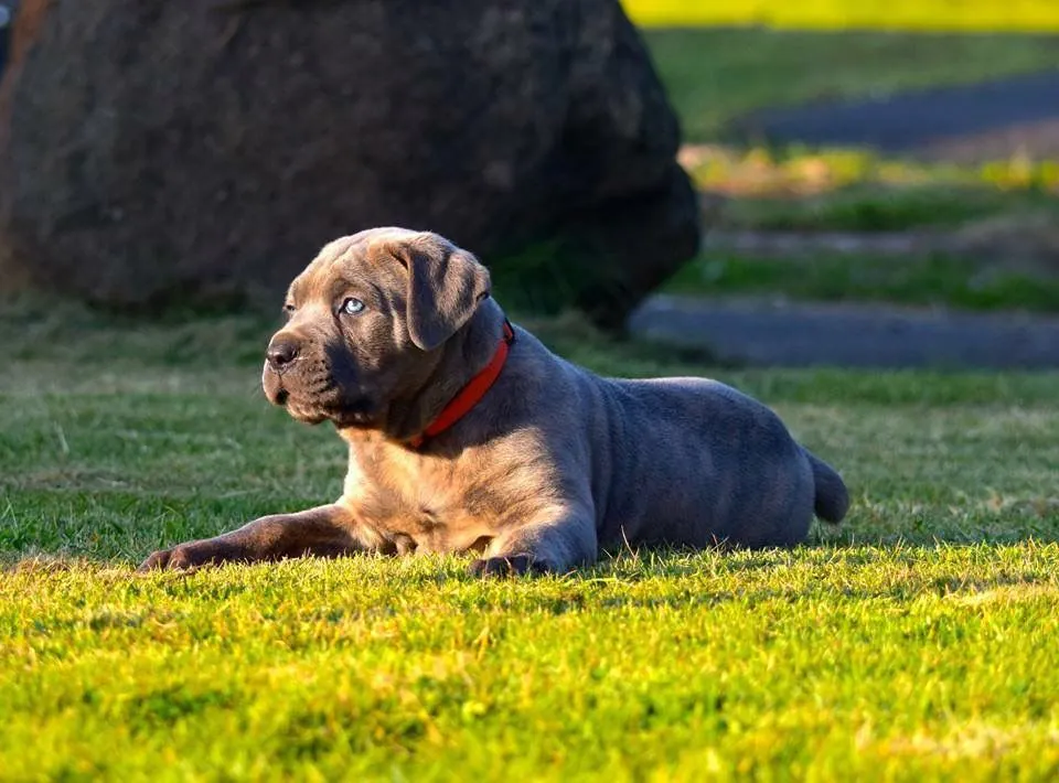 Blue Cane Corso puppy lying on a soft carpet indoors.