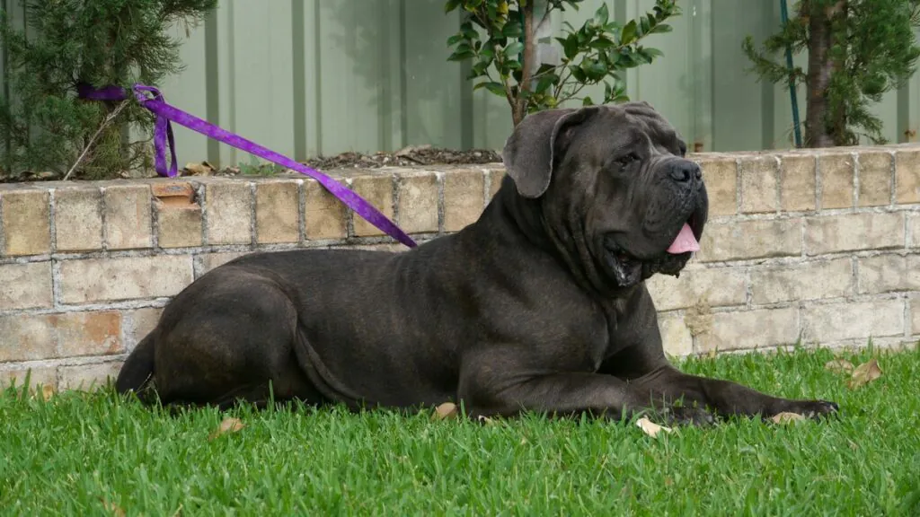 Playful Cane Corso puppy exploring backyard space
