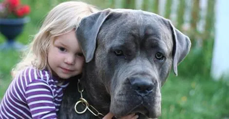 How much does a blue Cane Corso cost? Rare puppy image.