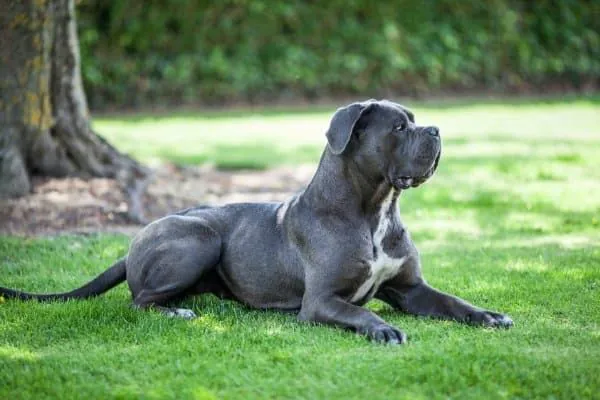 Playful Cane Corso puppies chasing a ball in the park