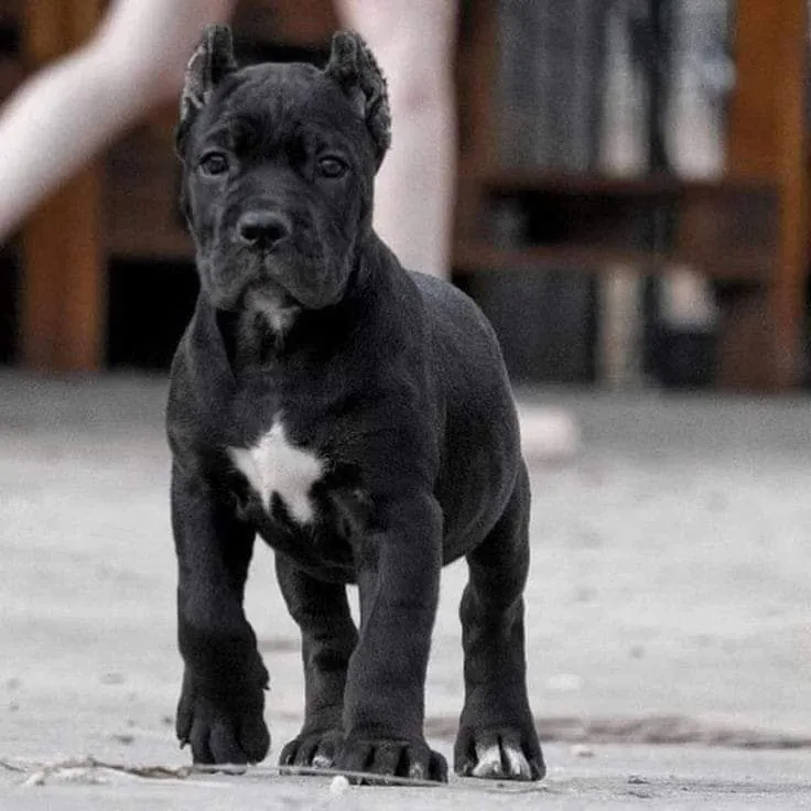 All black Cane Corso puppy near me ready for sale.