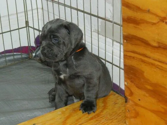 Italian Mastiff puppies near me – Cane Corso Family photo.