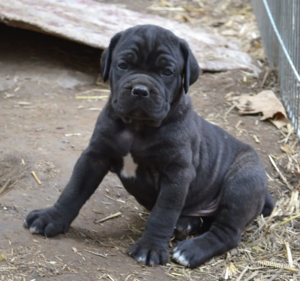 Affordable Cane Corso puppies for sale under $500.