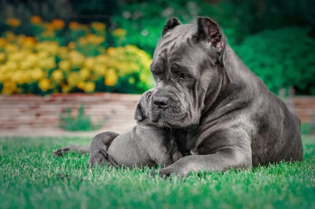 Cute Cane Corso puppy sitting on grass