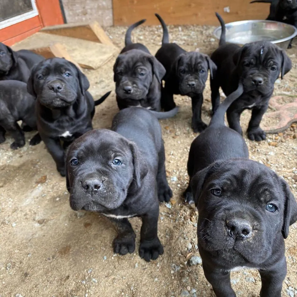 Healthy black Cane Corso puppy from Cane Corso Family.