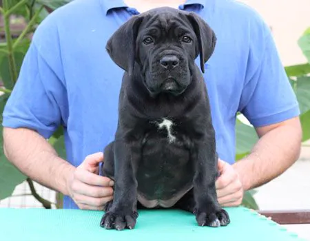 Cane Corso puppy getting its first vet check-up