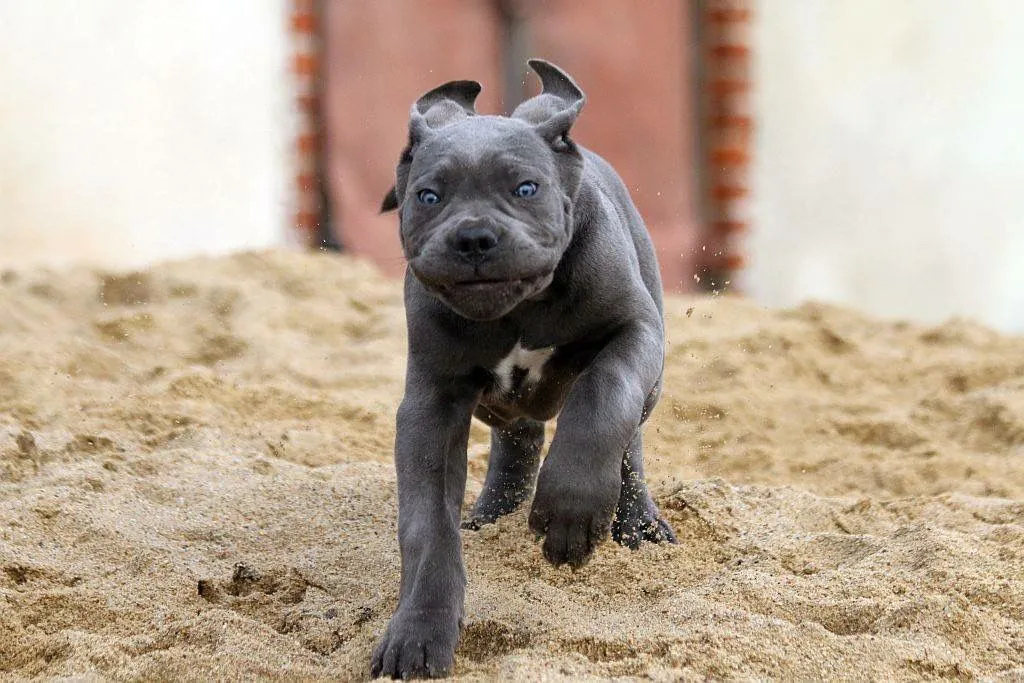 Happy brindle Cane Corso puppy wagging its tail outdoors.