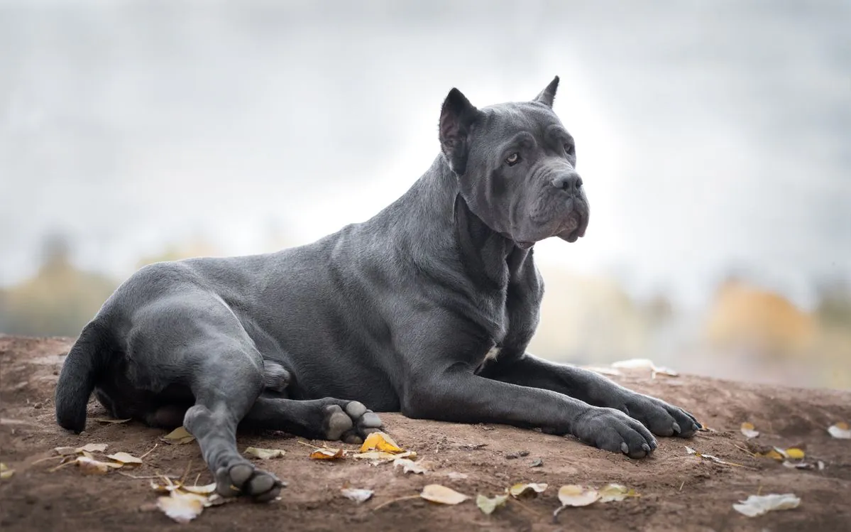 Beautiful Cane Corso puppy with shiny coat