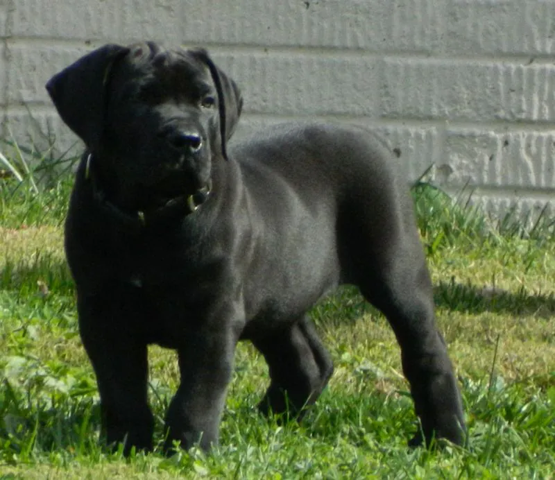 Adorable Cane Corso puppy