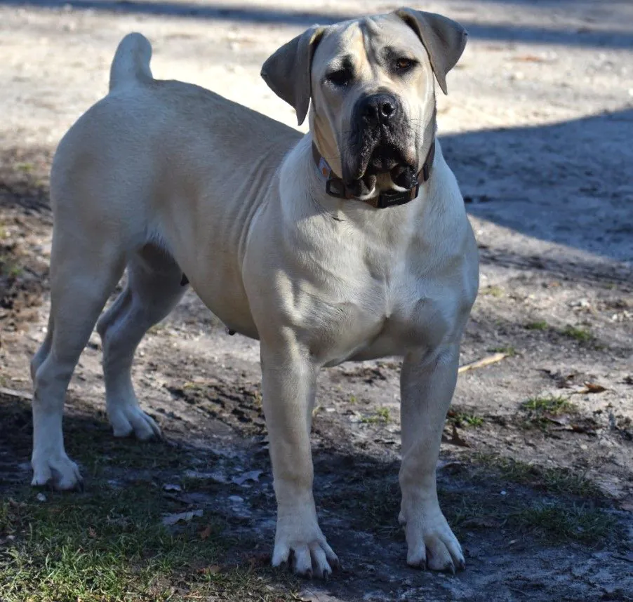 Healthy white Cane Corso puppies playing together in the yard
