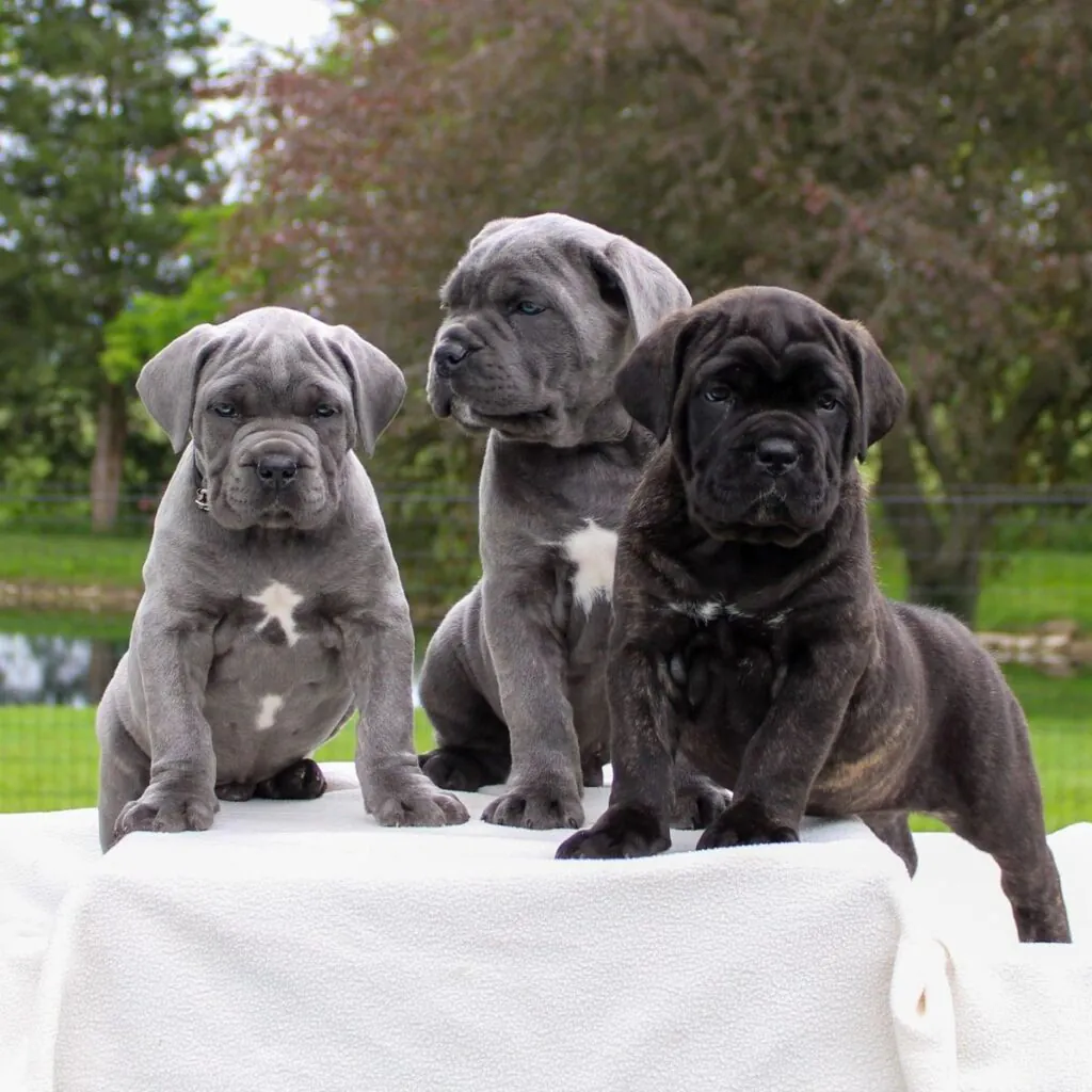 Cane Corso Family kennel showing puppies near you.