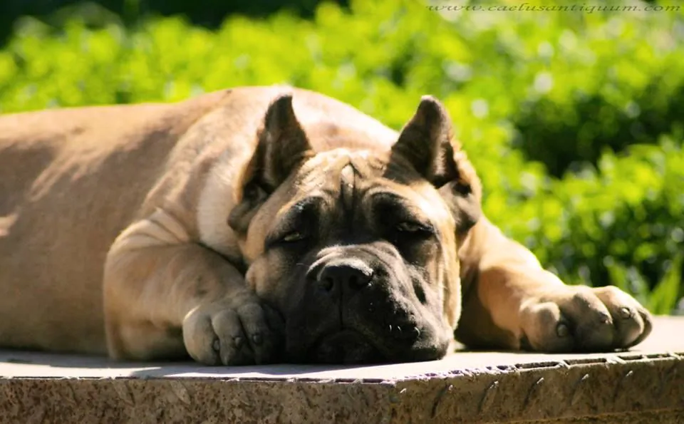 Cane Corso puppy learning basic obedience commands